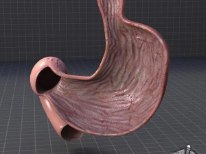stomach anatomy 3D Model