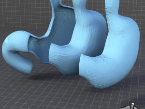 stomach anatomy Modello 3D