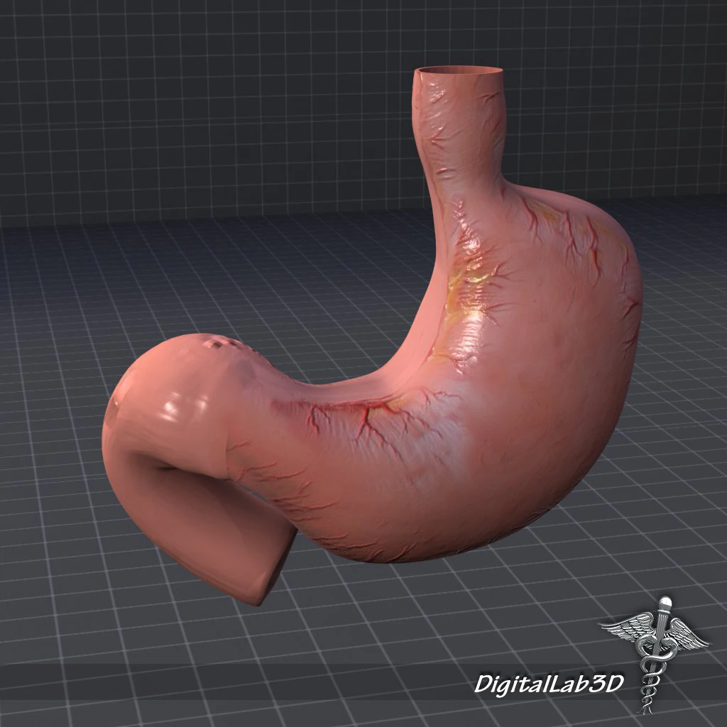 stomach external 3D Model .c4d .max .obj .3ds .fbx .stl .blend 