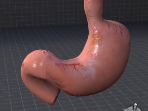 stomach external 3D Model