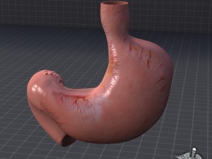 stomach external 3D 모델