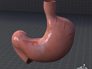 stomach external 3D Model