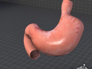 stomach external 3D Model