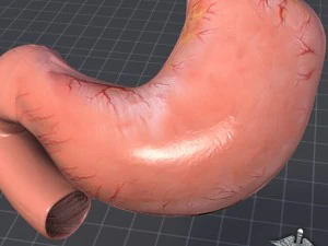 stomach external 3D Model