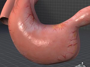 stomach external 3D Model