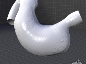 stomach external 3D 모델