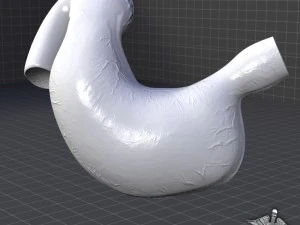 stomach external 3D Model