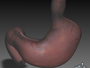 stomach external 3D 모델