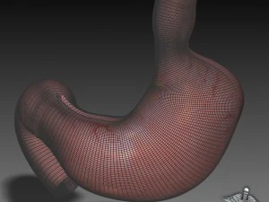 stomach external 3D Model