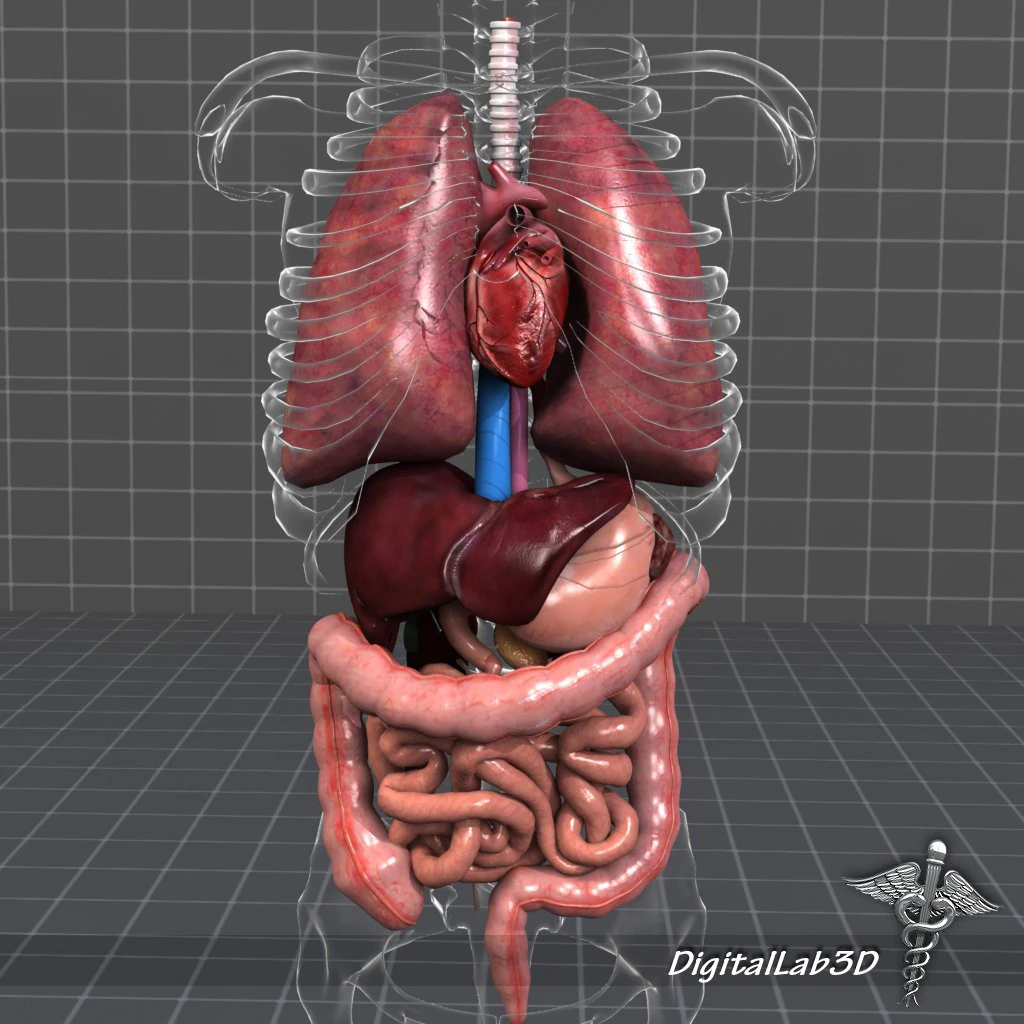 internal organs 3D Model .c4d .max .obj .3ds .fbx .stl .blend