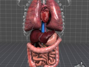 internal organs 3D Model