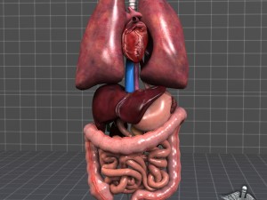 internal organs 3D Модель