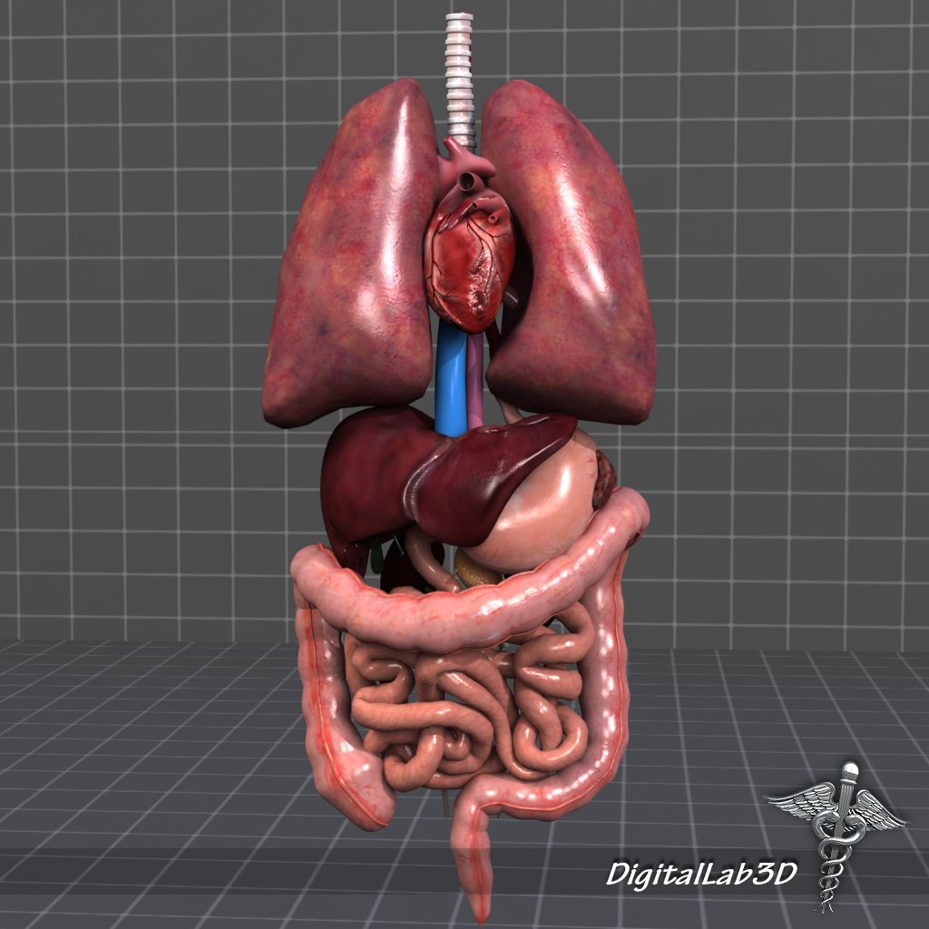 Human Female Internal Organs Anatomy 3d Model Max Obj 3ds Fbx C4d Lwo