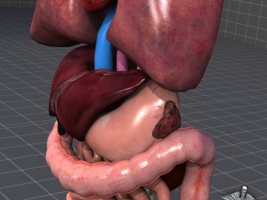 internal organs 3D Модель