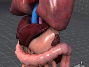 internal organs 3D Model