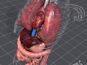 internal organs 3D Модель