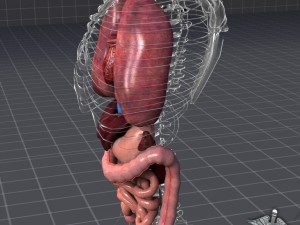 internal organs 3D Модель