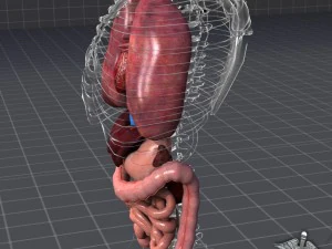 internal organs 3D Model