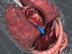 internal organs 3D Модель