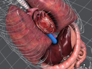 internal organs 3D Model