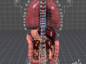 internal organs 3D Модель