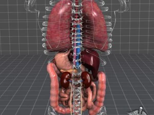 internal organs 3D Model