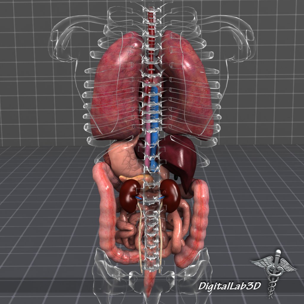 Internal Organs 3d Model In Anatomy 3dexport