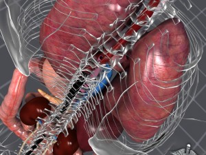 internal organs 3D Модель
