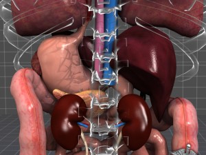 internal organs 3D Модель