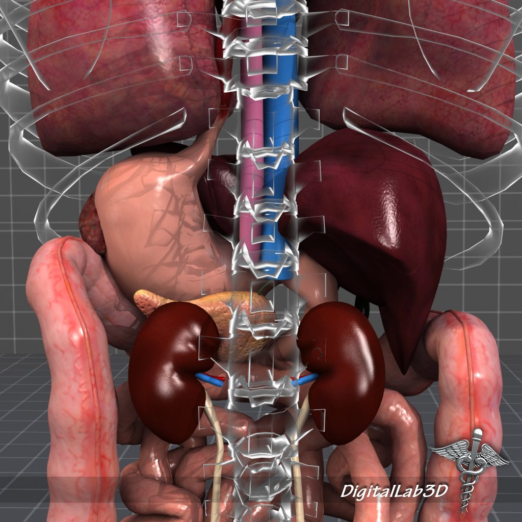 Внутренние органы человека 3d