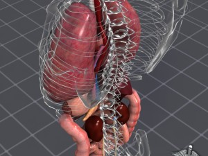 internal organs 3D Модель
