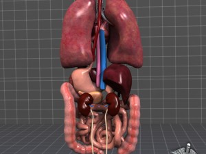 internal organs 3D Модель