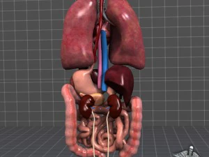 internal organs 3D Model