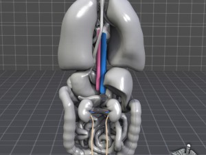 internal organs 3D Модель