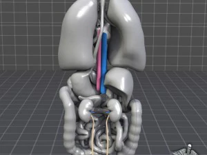 internal organs 3D Model