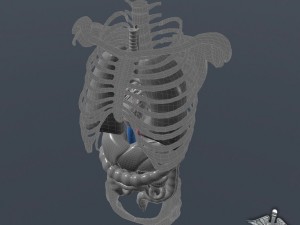 internal organs 3D Модель