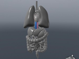 internal organs 3D Модель