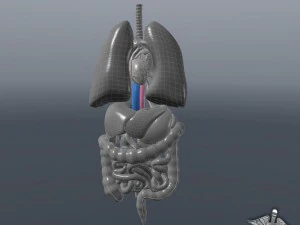 internal organs 3D Model