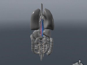internal organs 3D Модель