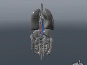internal organs 3D Model