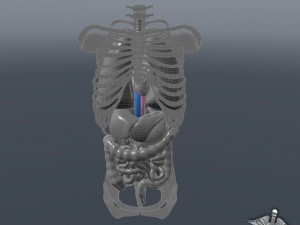 internal organs 3D Модель