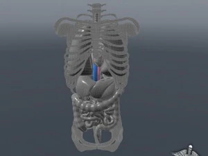 internal organs 3D Model