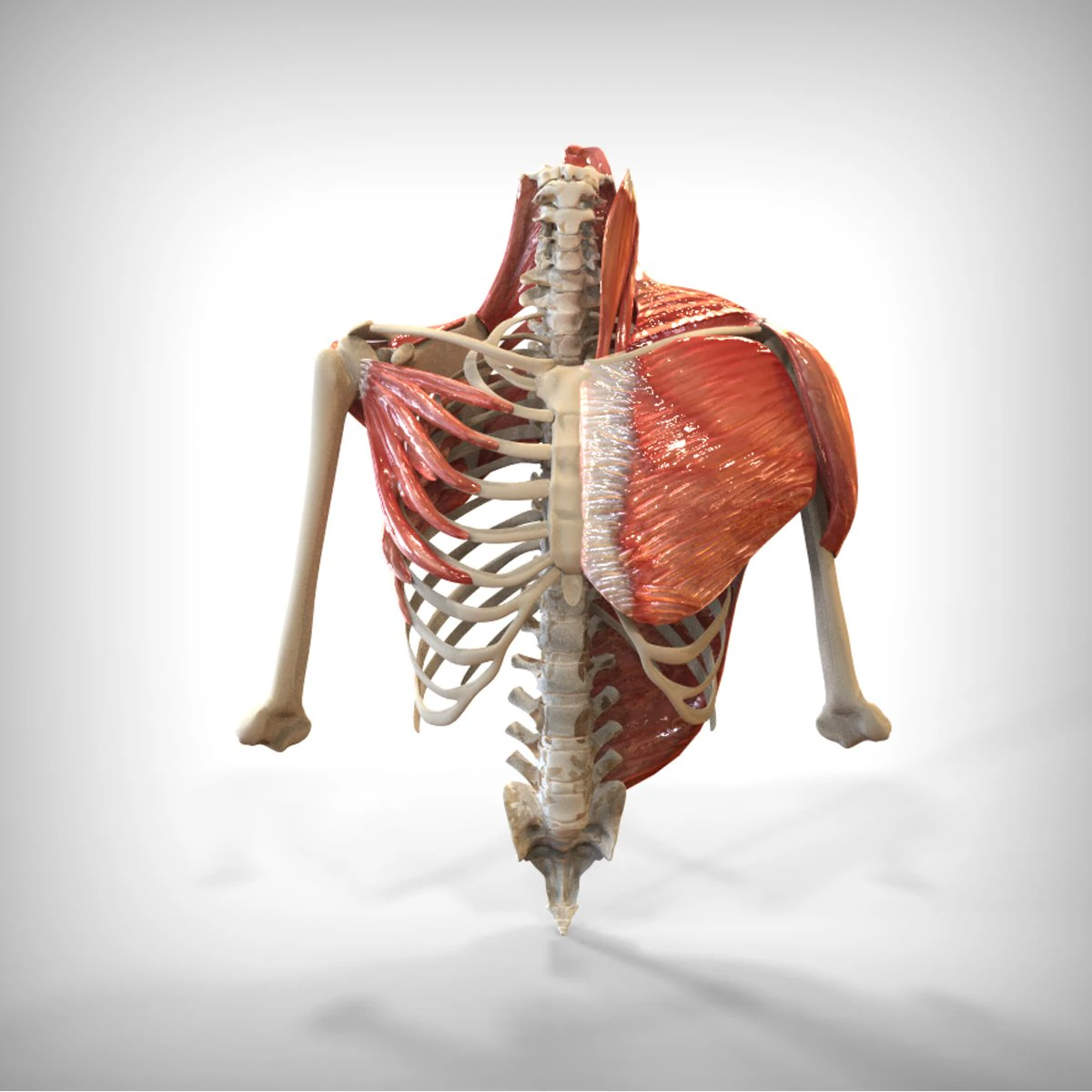 human upper skeletal and connecting muscles 3D Model .c4d .max .obj .3ds .fbx .stl .blend