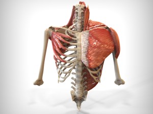 human upper skeletal and connecting muscles 3D Model