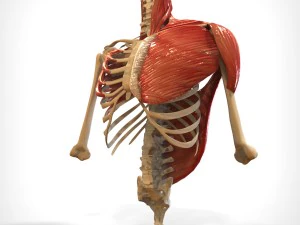 human upper skeletal and connecting muscles 3D Model