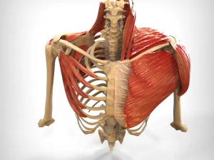 human upper skeletal and connecting muscles 3D Model
