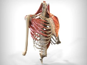human upper skeletal and connecting muscles 3D Model