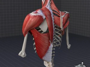 human upper skeletal and connecting muscles 3D Model