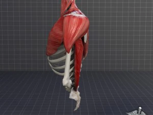 human upper skeletal and connecting muscles 3D Model