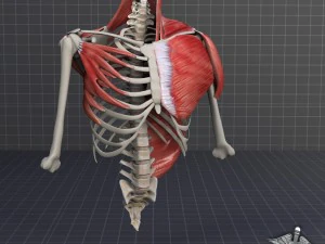 human upper skeletal and connecting muscles 3D Model